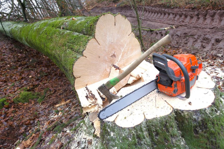 fadöntés Szeged, fadontes szeged