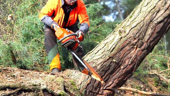 fakivágási engedély Szeged, fakivagasi engedel szeged