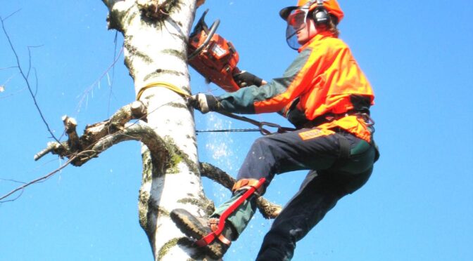 fakivágás Szeged, fakivagas szeged
