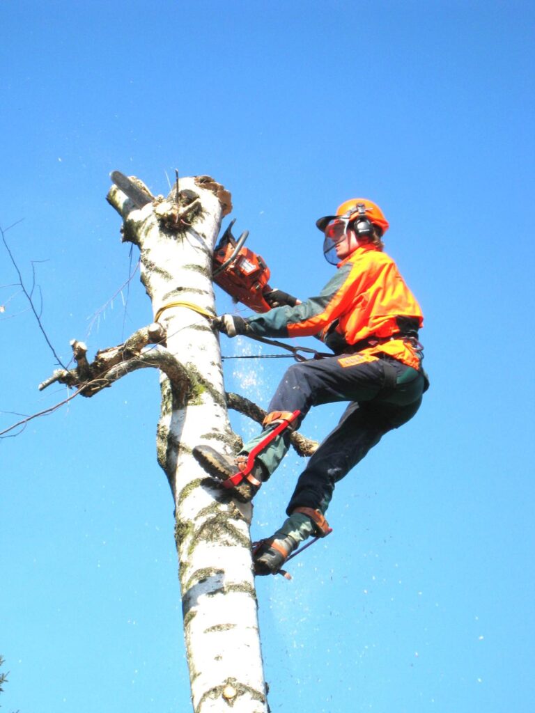 fakivágás Szeged, fakivagas szeged