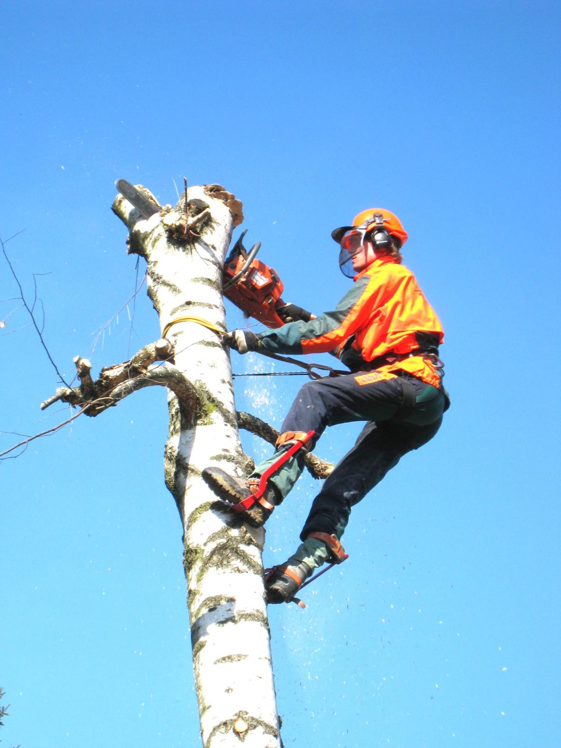 fakivágás Szeged, fakivagas szeged