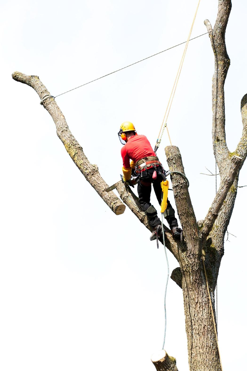 fakivagas alpintechnikaval szeged, fakivágás alpintechnikával Székesfehévár