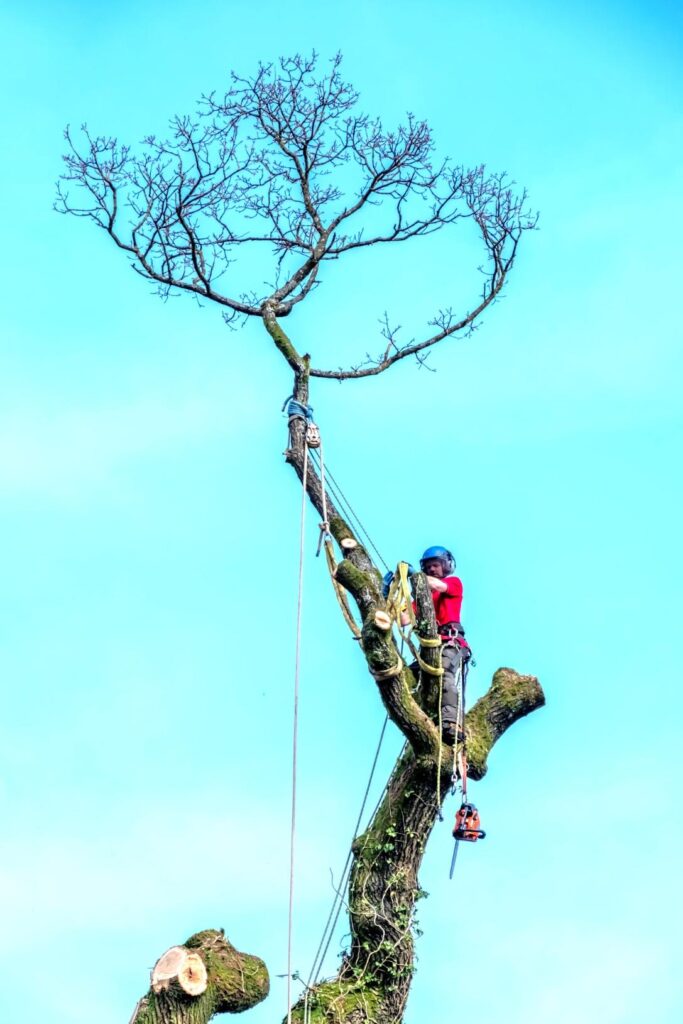 fakivágás alpintechnikával Szeged, fakivagas alpintechnikaval szeged
