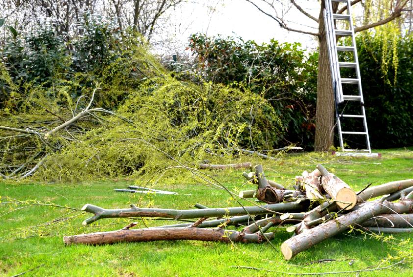 bozótirtás Szeged, bozotirtas szeged